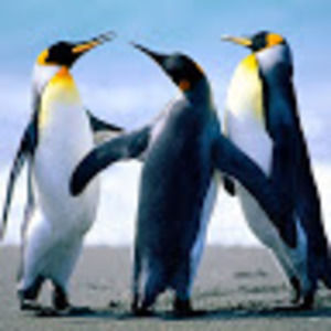 Meet your Posher, Maria